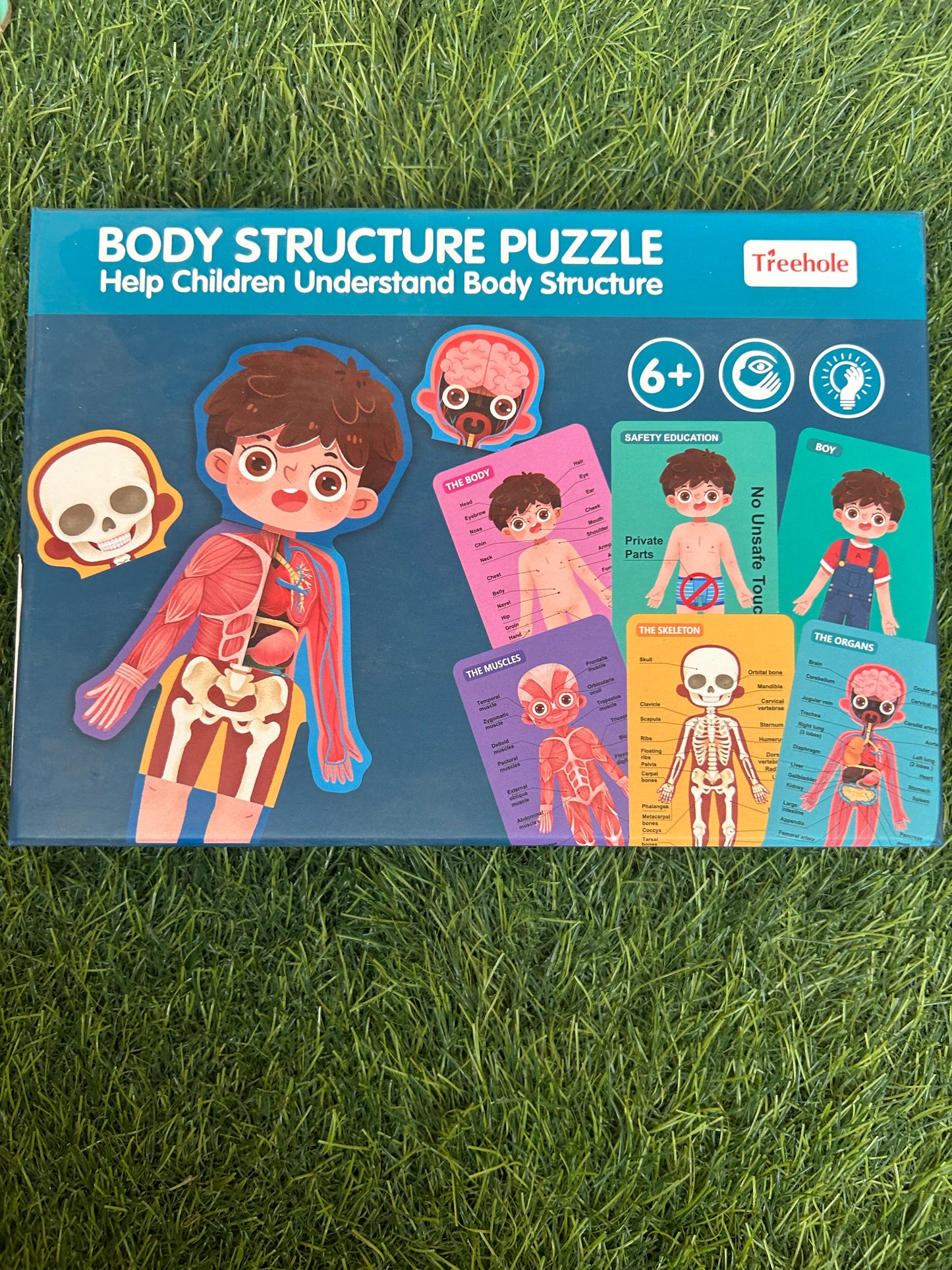 Body structure puzzle